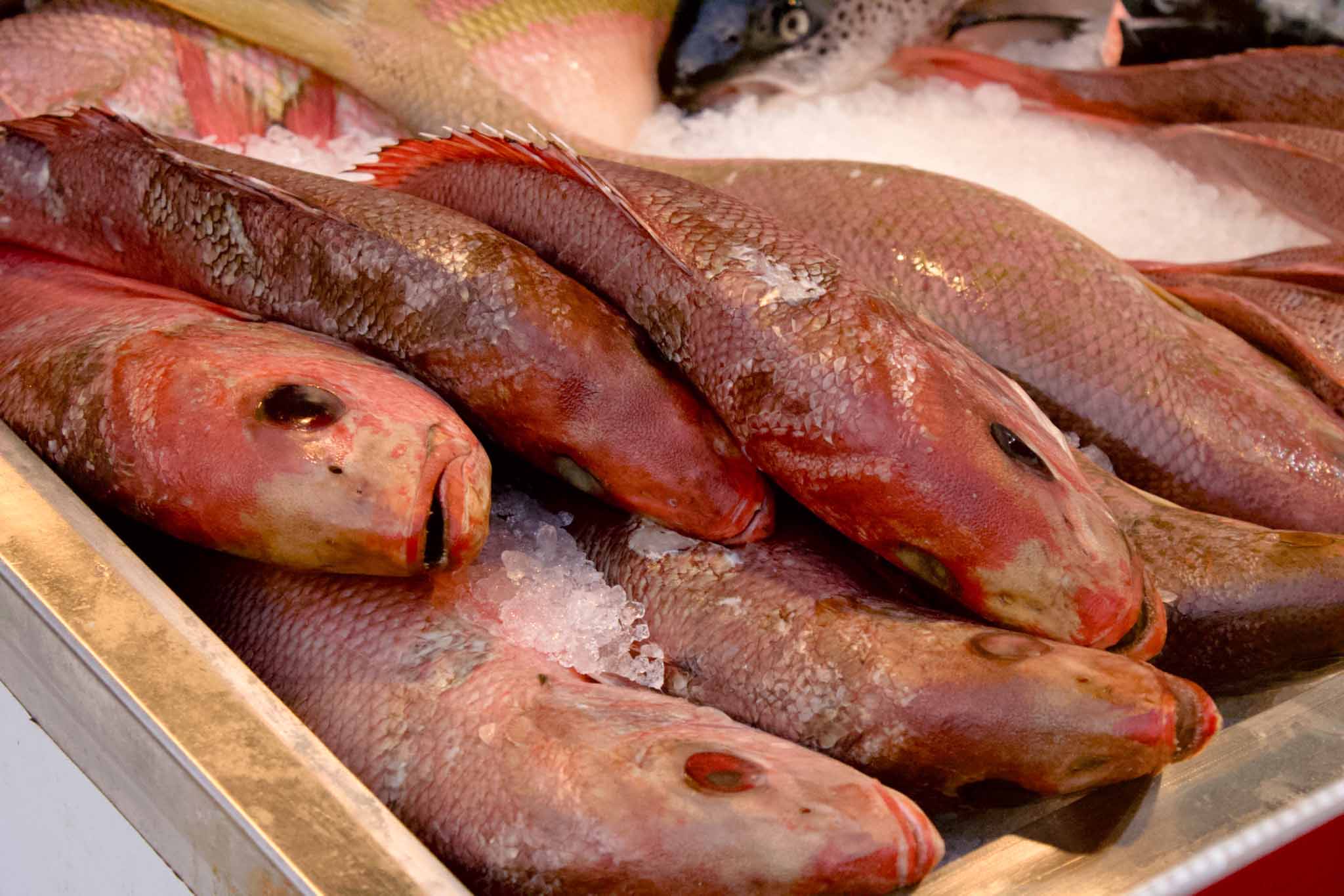 Fish shown on bed of ice