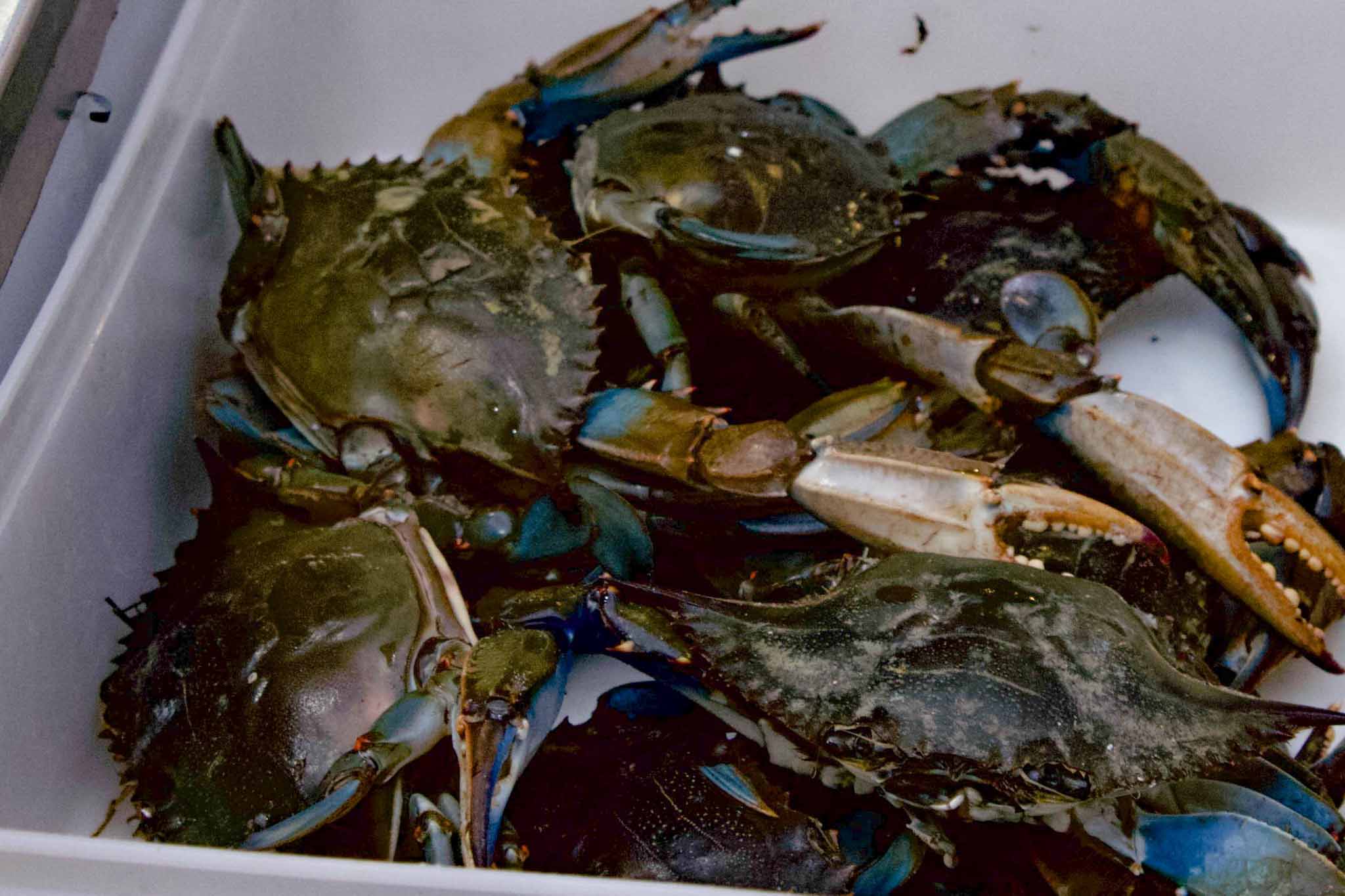 Blue crab displayed in box