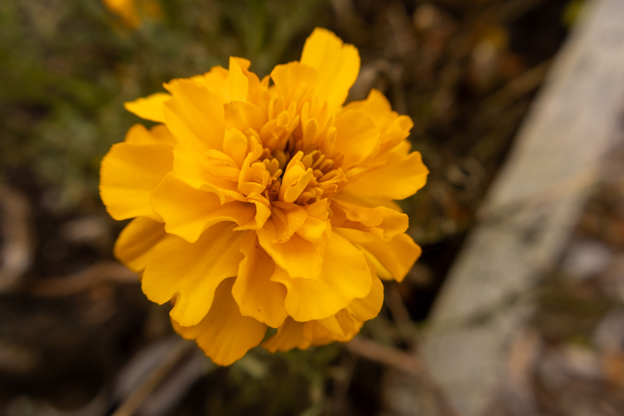 A yellow flower in the greenhouse.