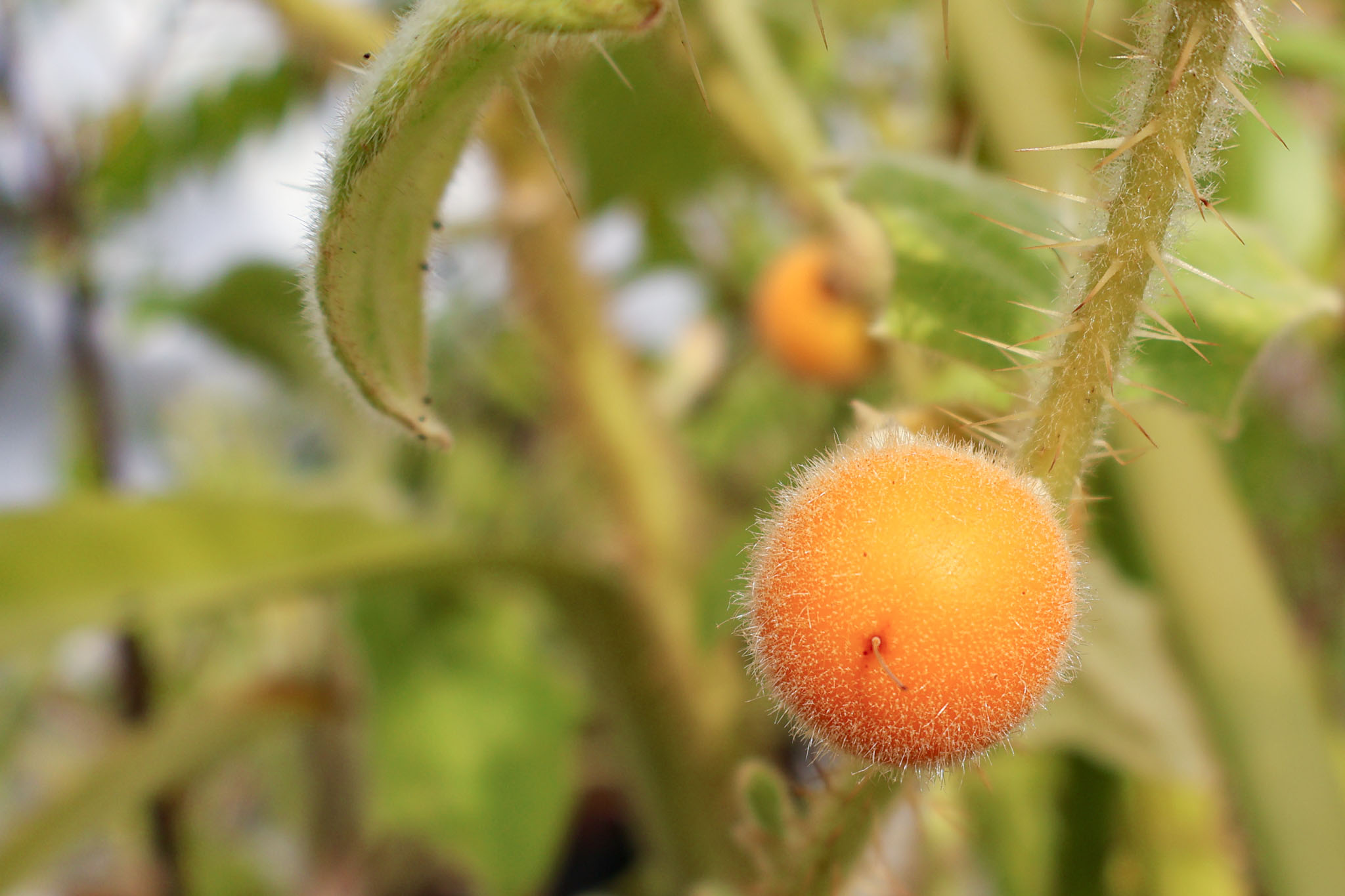 A calamondin tree in the greenhouse.