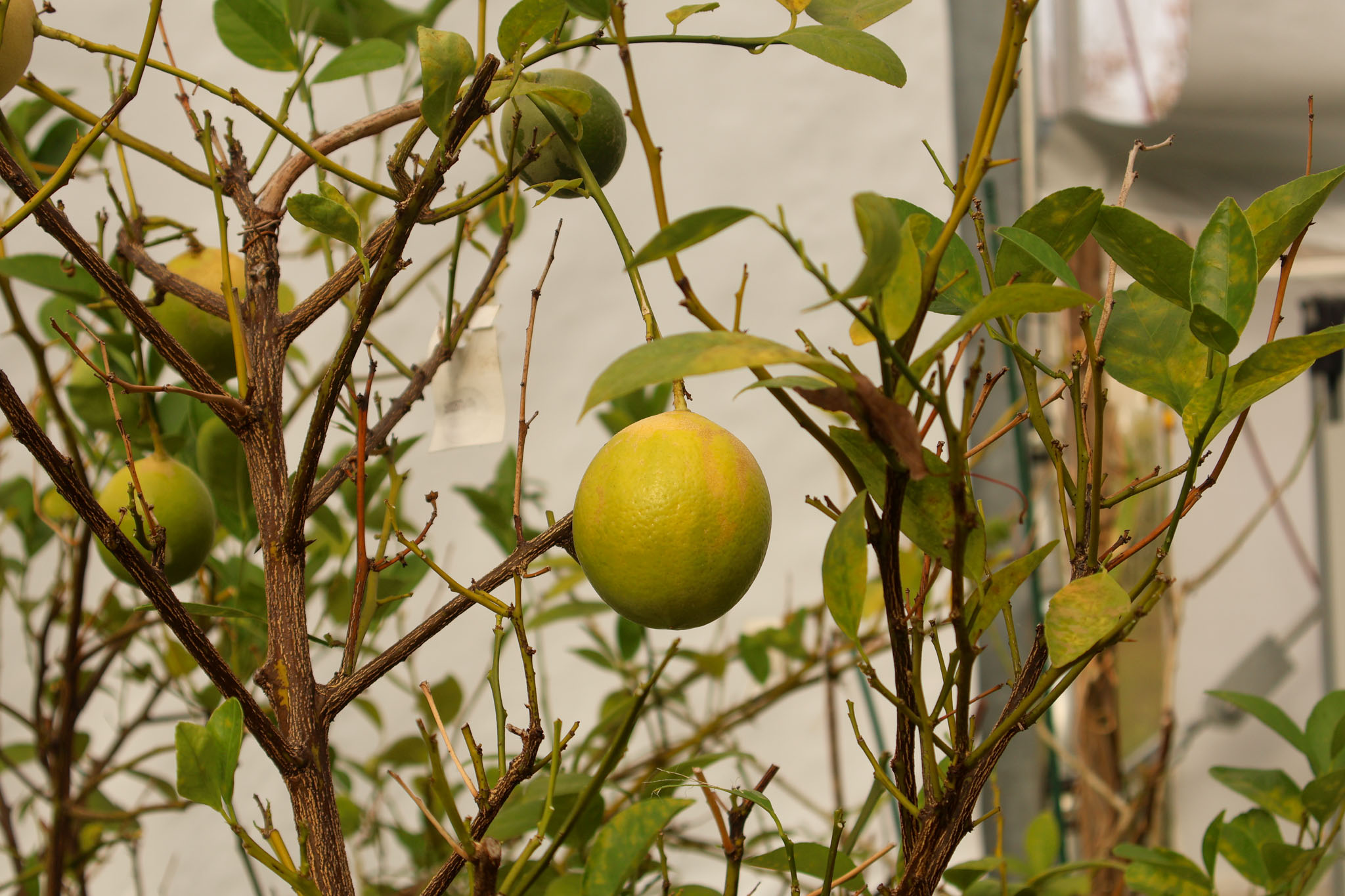 A lemon tree in the greenhouse.