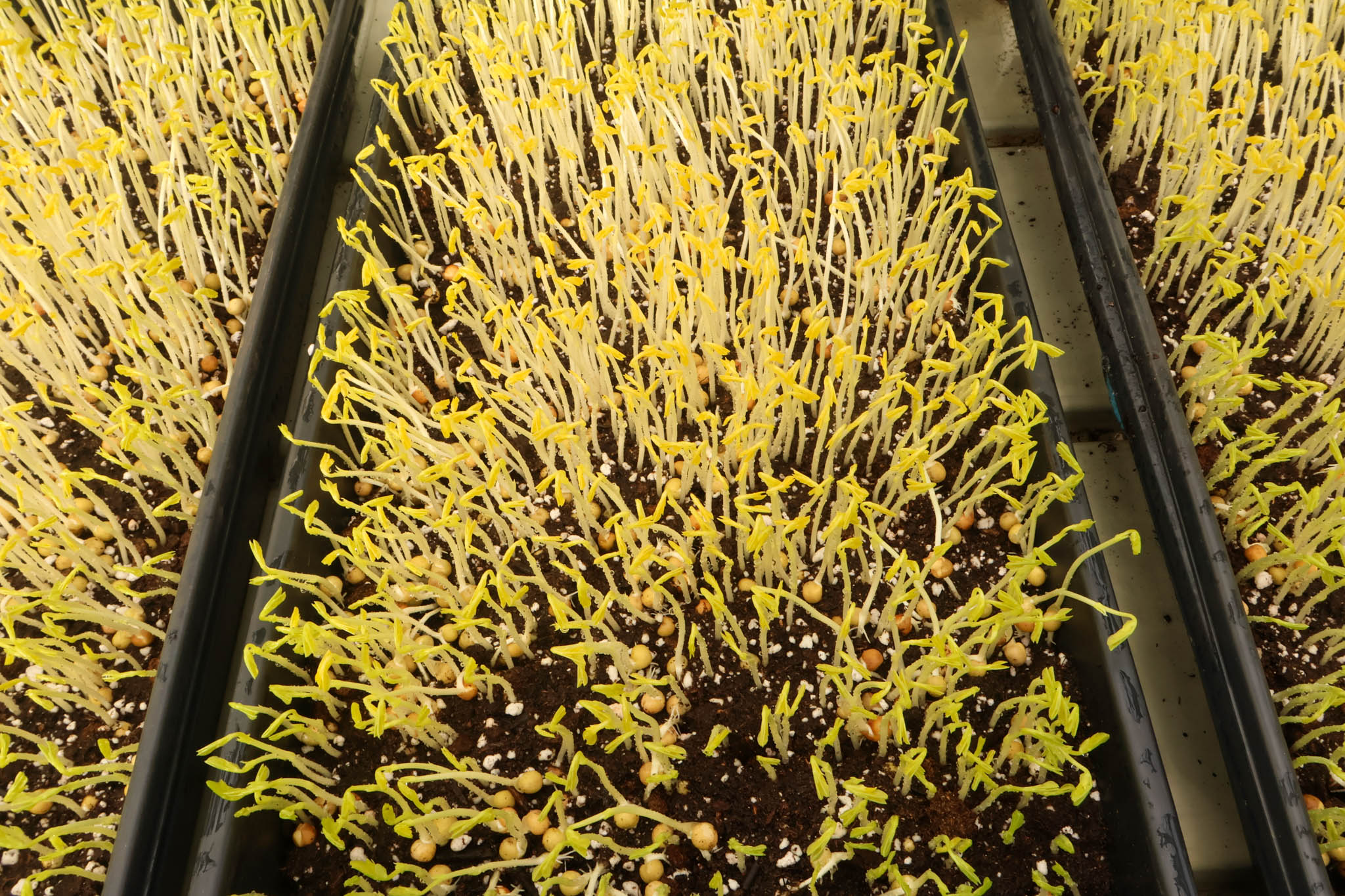 A close-up of a bed of germinating yellow microgreens.