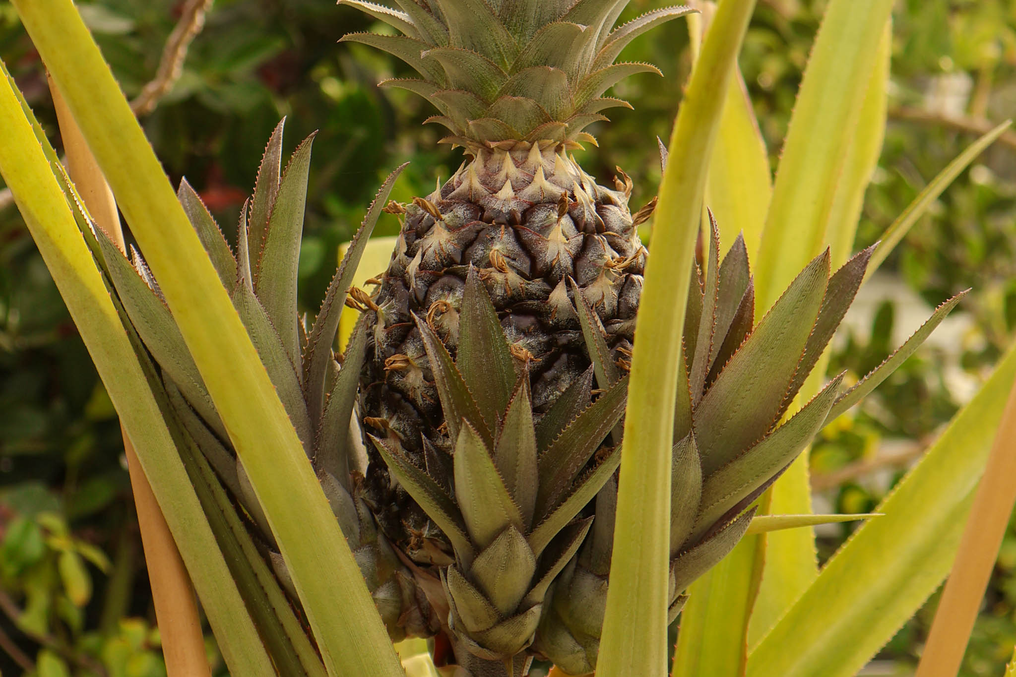 A pineapple plant in the greenhouse.